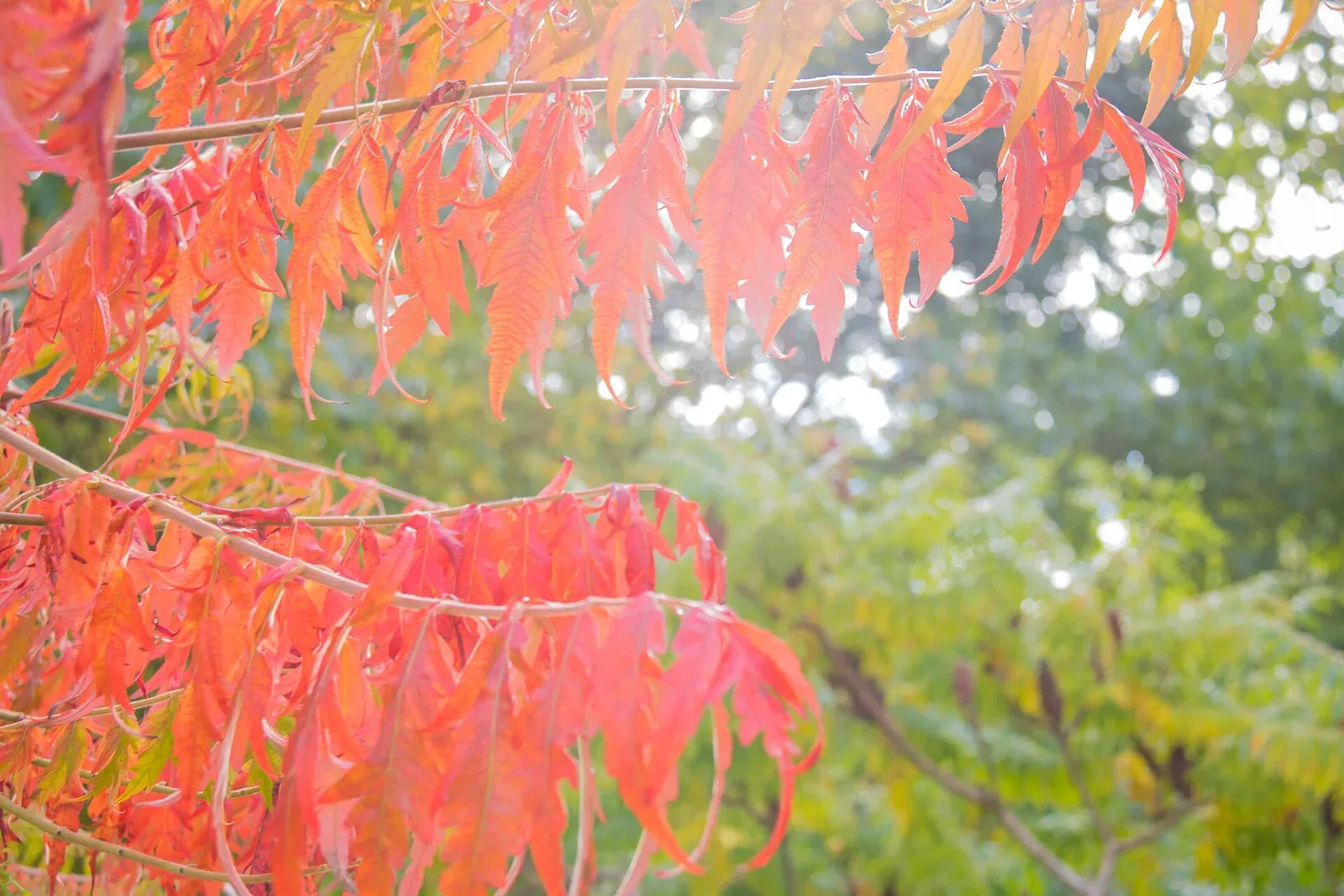 Bright red and orange autumn leaves on a branch