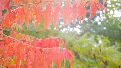 Bright red and orange autumn leaves on a branch