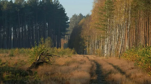 Leaf-covered forest path in autumn