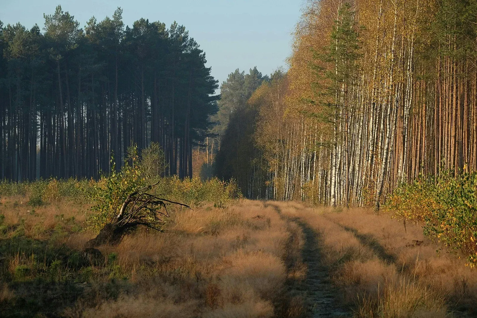 Leaf-covered forest path in autumn
